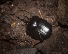 Onthophagus neostenocerus