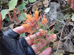Castilleja salaisolaveae