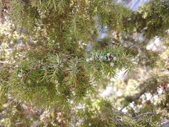 Juniperus communis