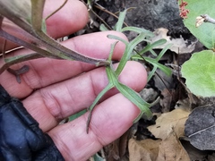 Castilleja salaisolaveae