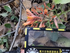 Castilleja salaisolaveae