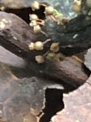 Myxomycetes