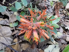 Castilleja salaisolaveae