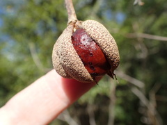 Aesculus pavia pavia