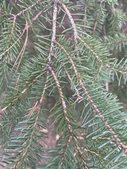 Picea abies