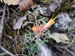 Castilleja salaisolaveae