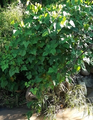 Erythrina poeppigiana
