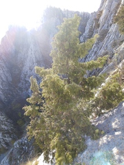 Juniperus communis