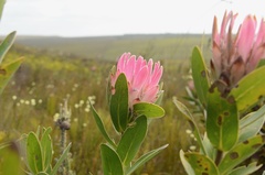 Protea compacta