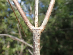 Aesculus pavia pavia