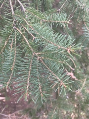 Picea abies