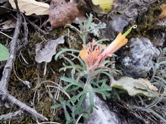 Castilleja salaisolaveae