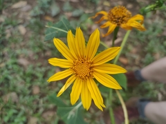 Tithonia diversifolia