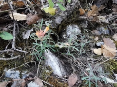 Castilleja salaisolaveae