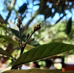 Cordia alliodora