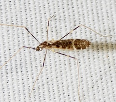 Erioptera caliptera