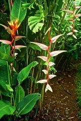 Heliconia chartacea