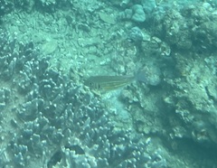 Lethrinidae