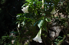 Brugmansia suaveolens