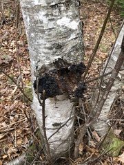 Inonotus obliquus sterilis