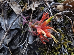 Castilleja salaisolaveae