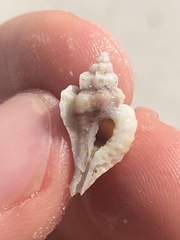 Eupleura sulcidentata