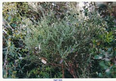 Genista pilosa