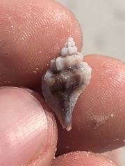 Eupleura sulcidentata