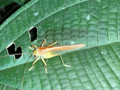 Gryllacrididae