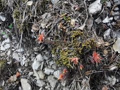 Castilleja salaisolaveae