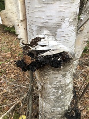 Inonotus obliquus sterilis