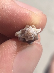 Eupleura sulcidentata