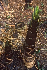 Bambusa vulgaris