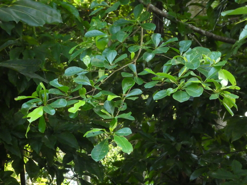Terminalia microcarpa (Terminalia microcarpa)
