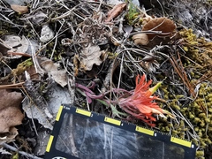 Castilleja salaisolaveae