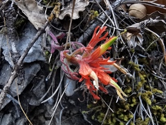 Castilleja salaisolaveae