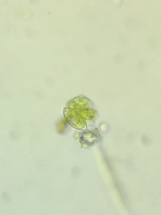 Oocystis marssonii