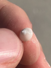 Calyptraea centralis