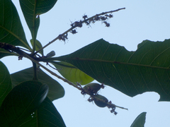 Terminalia microcarpa