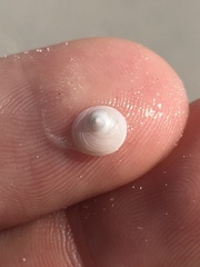 Calyptraea centralis