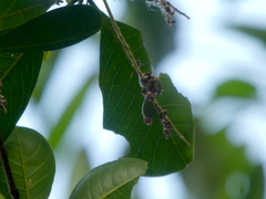 Terminalia microcarpa