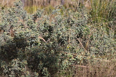 Cajanus confertiflorus