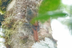 Sittasomus griseicapillus