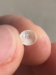 Calyptraea centralis