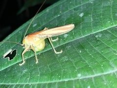 Gryllacrididae
