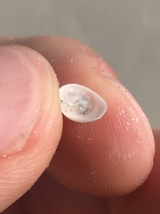 Calyptraea centralis