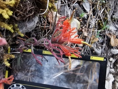 Castilleja salaisolaveae