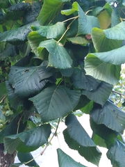 Tilia × europaea
