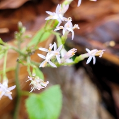 Adenostyles alliariae