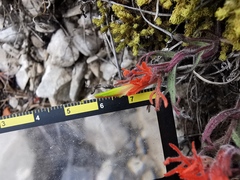 Castilleja salaisolaveae